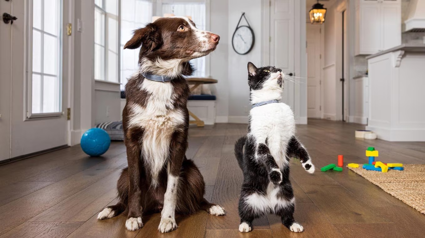 Surosolve Ear Cleaner for Dogs and Cats